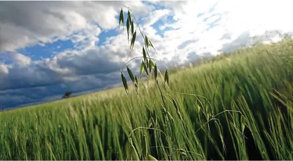  ?? PHOTO: CONTRIBUTE­D ?? GRAIN EXPORTS: Saudi Arabia’s state grain buyer announced a tender to purchase 720,000 metric tonnes of feed barley for arrival in May and June 2019.