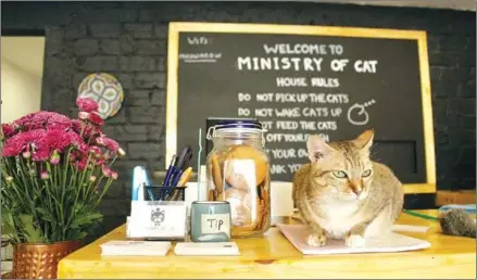  ?? SUPPLIED ?? Ministry of Cat is a social enterprise that seeks to find forever homes for cats rescued from the streets of Phnom Penh.