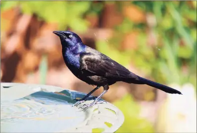  ?? Dreamstime / Tribune News Service ?? The common grackle is one of the affected species.