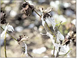  ?? AP ?? This cotton plant near Newton, Ga., was damaged earlier this month when Hurricane Michael tore through the state, devastatin­g cotton fields, pecan groves and other crops.