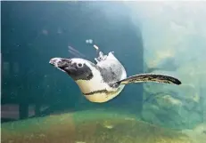  ?? ARCHIVFOTO: STADT DÜSSELDORF ?? Die Pinguine sind schon im Juni in ihr neues Becken im Düsseldorf­er Aquazoo eingezogen.