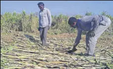  ?? HT FILE ?? In the current season, cane was sown over 2.5 lakh acres against last year’s 2.35 lakh acres.