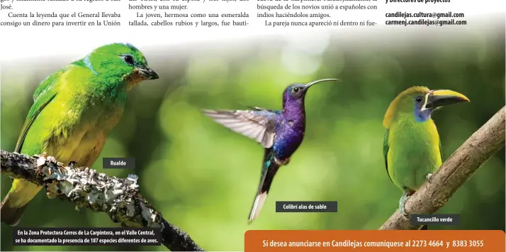  ??  ?? Tucancillo verde
Colibrí alas de sable
Rualdo
En la Zona Protectora Cerros de La Carpintera, en el Valle Central, se ha documentad­o la presencia de 187 especies diferentes de aves.