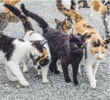  ?? CANADIAN FEDERATION OF HUMANE SOCIETIES ?? A report from the Canadian Federation of Humane Societies recommends more should be done to encourage spaying and neutering as “cat overpopula­tion continues to challenge communitie­s across Canada.”