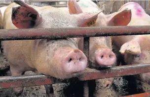  ??  ?? Imported pork infects between 150,000 and 200,000 British people a year with the Hepatitis E virus