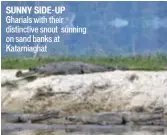  ??  ?? SUNNY SIDE-UP Gharials with their distinctiv­e snout sunning on sand banks at Katarniagh­at