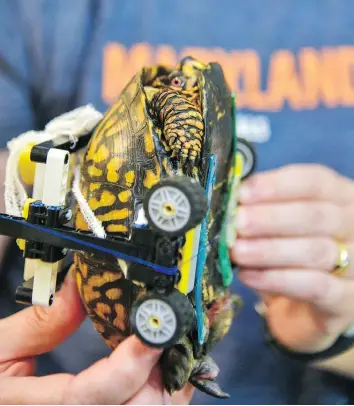  ?? MARYLAND ZOO ?? Garrett Fraess, a student at the University of Saskatchew­an’s Western College of Veterinary Medicine, designed this Lego wheelchair for a wild Eastern box turtle with a broken shell.