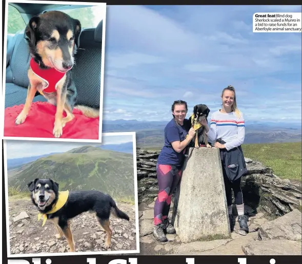  ??  ?? Great feat Blind dog Sherlock scaled a Munro in a bid to raise funds for an Aberfoyle animal sanctuary