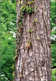  ?? Special to the Democrat-Gazette/JANET B. CARSON ?? Given the right conditions, the native cross vine can strangle a tree.