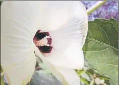  ??  ?? Okra’s creamy white flowers with maroon centres will develop into pods.