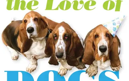  ??  ?? Above: Basset hounds Herbie, Barney and Webster.Their human is Kathy Kontrim.