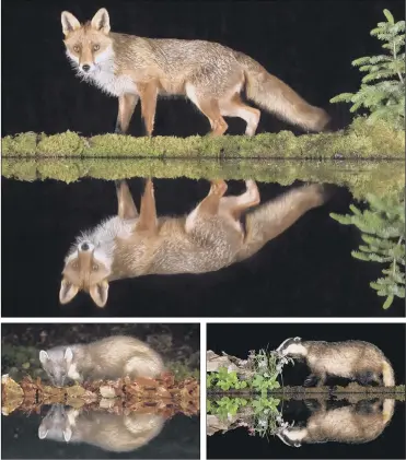  ?? PICTURES; ALAN MCFADYEN/SWNS ?? HOMEMADE HIDE: The symmetrica­l reflected images of wildlife captured by Alan McFadyen during the driest May on record. Animal visitors included a fox, badger and squirrel.