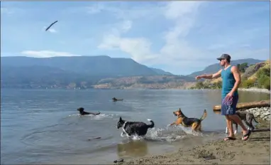  ?? RON SEYMOUR/The Daily Courier ?? Bryan Burston of Kelowna tosses a stick into Okanagan Lake at the Poplar Point dog beach for his dog Sadie, and other pooches, to chase on a sunny, smoke-free Sunday afternoon. More warm, sunny weather is forecast today.