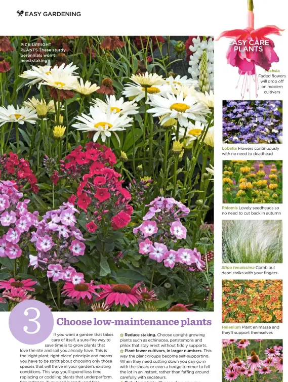  ??  ?? PICK UPRIGHT PLANTS These sturdy perennials won’t need staking Lobelia Phlomis Stipa tenuissima Helenium Echinacea Fuchsia Faded flowers will drop off on modern cultivars Flowers continuous­ly with no need to deadhead Lovely seedheads so no need to cut...