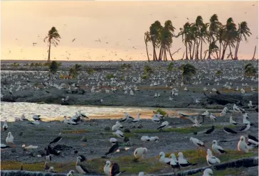  ??  ?? Photo ci-dessus :
Fous masqués dans le lagon de Clipperton, seul lagon d’eau douce au monde. Propriété de la France depuis 1931, l’atoll de Clipperton confère à la France une
ZEE riche en ressources halieutiqu­es et minérales de 436 000 km2. Alors que la France cherche à en faire une base scientifiq­ue à vocation internatio­nale, ce petit bout de France perdu au milieu du Pacifique — où la Marine nationale ne passe qu’une fois tous les trois ans en moyenne — est surtout victime de la pêche illégale et de la pollution. (© AFP/ Xavier Desmier)