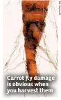  ??  ?? Carrot fly damage is obvious when you harvest them