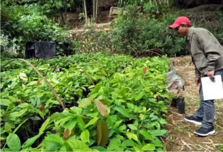  ?? Photo by Lauren Alimondo ?? ADDITIONAL CASH CROP. A Benguet provincial government worker checks on the quality of cacao seedlings to be distribute­d to farmers.