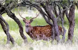  ?? William Luther / Staff photograph­er ?? Axis deer like this one in Real County were hit hard due to the timing after many fawns were born, the species’ diet and the duration of the freezing weather.