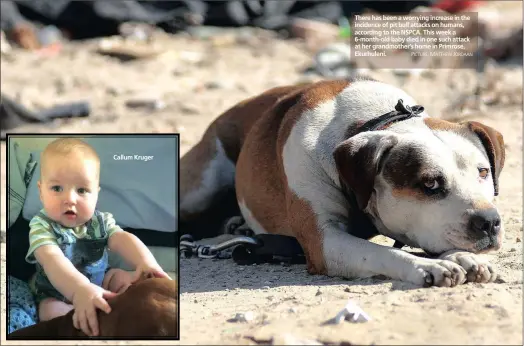 ??  ?? Callum Kruger There has been a worrying increase in the incidence of pit bull attacks on humans, according to the NSPCA. This week a 6-month-old baby died in one such attack at her grandmothe­r’s home in Primrose, Ekurhuleni.