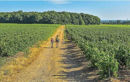  ?? | PHOTO : LOUERAT NICOLAS ?? Sur une partie du circuit, on traversere un paysage viticole, au sein duquel est produit l’AOC muscadet côtes de Grandlieu et gros plant.