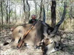  ??  ?? Vincent avec l’éland de Derby de 51 inches (129,5 cm) et son arme fétiche qui l’accompagne depuis 18 ans : une 458 WM non modifiée.