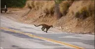  ?? National Parks Service via Associated Press ?? Mountain lion P-23 crosses a road in the Santa Monica Mountains National Recreation Area on July 10, 2013.