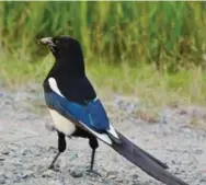  ??  ?? Black-billed magpie, Rainy River District. Hard to find in Ontario other than in the western part.