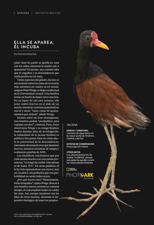  ?? FOTO: JOEL SARTORE FOTOGRAFIÓ ESTE JACANA EN EL ACUARIO MUNDIAL DE DALLAS. ??