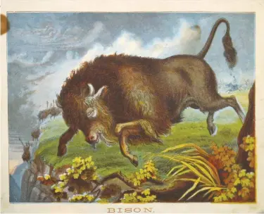  ??  ?? Unknown artist, Bison, 1880, chromolith­ograph.