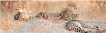  ?? ?? SAVANNA STORIES: One of the many stunning pictures Queen Manyike has taken, this time of cheetahs relaxing among marula and knobthorn tree savannas in the Kruger National Park.