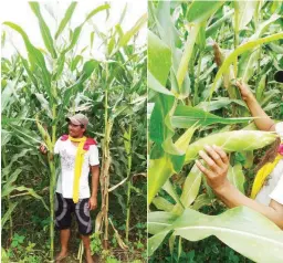  ??  ?? SUPER TALL – Photo at left shows Super Tall corn plants that are about 10 feet tall. When harvested at 75 days after planting, one plant could weigh 1.2 kilos. The new hybrid, a no-GMO, also produces big ears (right photo). When grown for grains, it is...