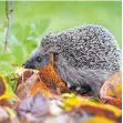  ?? FOTO: DPA ?? Ohne Schnecken auf Entzug: ein Igel im Herbst.