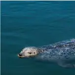  ??  ?? Harbour seal, Victoria @andreakuip­ers Andrea Kuipers