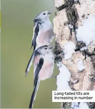  ??  ?? Long-tailed tits are increasing in number