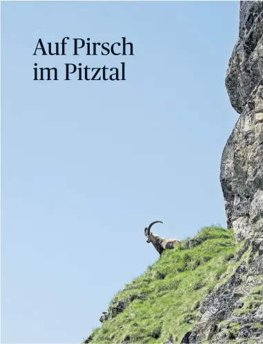  ?? [ Markus Kirchgessn­er] ?? Die Hörner von Steinböcke­n können bis zu 20 Kilo schwer sein und sind nur für die Rangkämpfe wichtig.