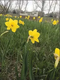  ?? SUBMITTED PHOTO ?? The Daffodil Project kicks off its 2017 planting season on Saturday.