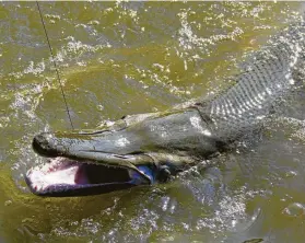  ?? Shannon Tompkins / Houston Chronicle ?? Once targeted for exterminat­ion, alligator gar, the state's largest and longest-lived native freshwater fish, now are seen as a valuable natural resource, protected by a one-fish daily limit with most rod-and-reelers releasing their catch.