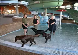  ?? ?? Inför den årliga stängninge­n av Vattenpala­tset bjöds hundar och deras ägare in att simma i bassängern­a.