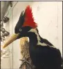  ?? (AP file photo) ?? The U. S. Fish and Wildlife
Service is giving people another month to come forward with any new evidence that the ivory-billed woodpecker still exists. Ornitholog­ists say the woodpecker was last seen in east Arkansas in 2004-05.