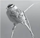  ?? GETTY IMAGES ?? The white-crowned sparrow aims to sound irresistib­le.