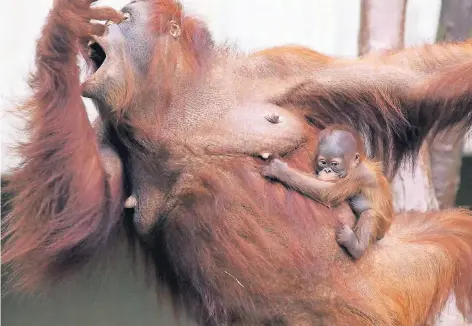 ??  ?? Zehn Tage ist die kleine Orang-Utan-Dame im Krefelder Zoo alt, die sich vertrauens­voll an ihre Mutter Lea klammert.