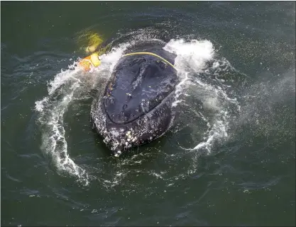  ?? BRYANT ANDERSON — NOAA VIA AP ?? A humpback whale is entangled in fishing line, ropes and buoys in the Pacific off Crescent City in 2017. Scientists are cutting the number of entangleme­nts by using a new tool, called RAMP, a protocol to determine the risk of entangleme­nts based in part on ecosystem factors.