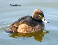  ??  ?? Tufted Duck