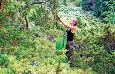  ??  ?? Nicole Eddy-Evans pflückt im Cairngorms Nationalpa­rk in den schottisch­en Highlands den Geschmacks­träger des Gin: Wacholder.