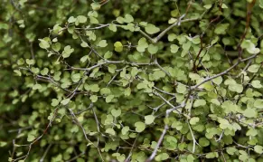  ?? PHOTO: LINDA ROBINSON ?? Nowhere else on Earth has this ‘‘divaricate’’ growth form arisen independen­tly in so many plant families.