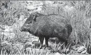  ?? THINKSTOCK]
[PHOTO BY TOM BRAKEFIELD, ?? A javelina apparently can become pretty scrappy, as attested by columnist Neil Garrison.