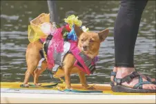  ?? JEANS PINEDA/Taos News ?? Marissa Chaney’s calm companion, Leia, tags along for the ride on Saturday (Sept. 10).