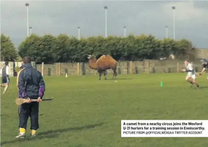  ?? PICTURE FROM @OFFICIALWE­XGAA TWITTER ACCOUNT ?? A camel from a nearby circus joins the Wexford U-21 hurlers for a training session in Enniscorth­y.