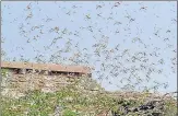  ?? PTI ?? A locust swarm Bikaner on May 30.