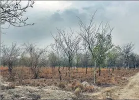  ?? SONU MEHTA/HT PHOTO ?? A view of dried out forest area at Garhi Mandu, near Usmanpur, Shahdara, on Tuesday. Officials say there is no actual stocktakin­g done for saplings that are actually planted here.